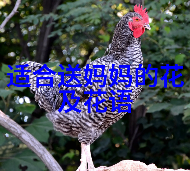 2017光棍节表白案例指南总有一款表白适合你